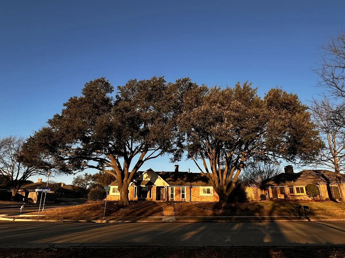 Established residential canopy tree shading a home in New Stanton